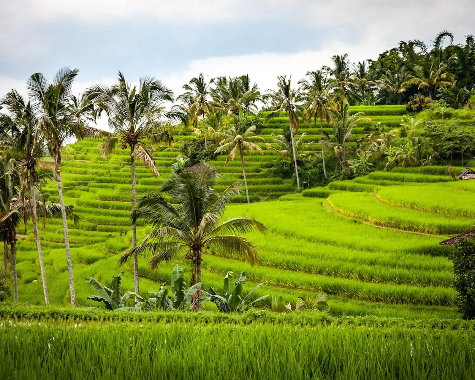 Hamparan sawah terasering tropis di Indonesia dengan saluran irigasi alami dan tanaman subur
