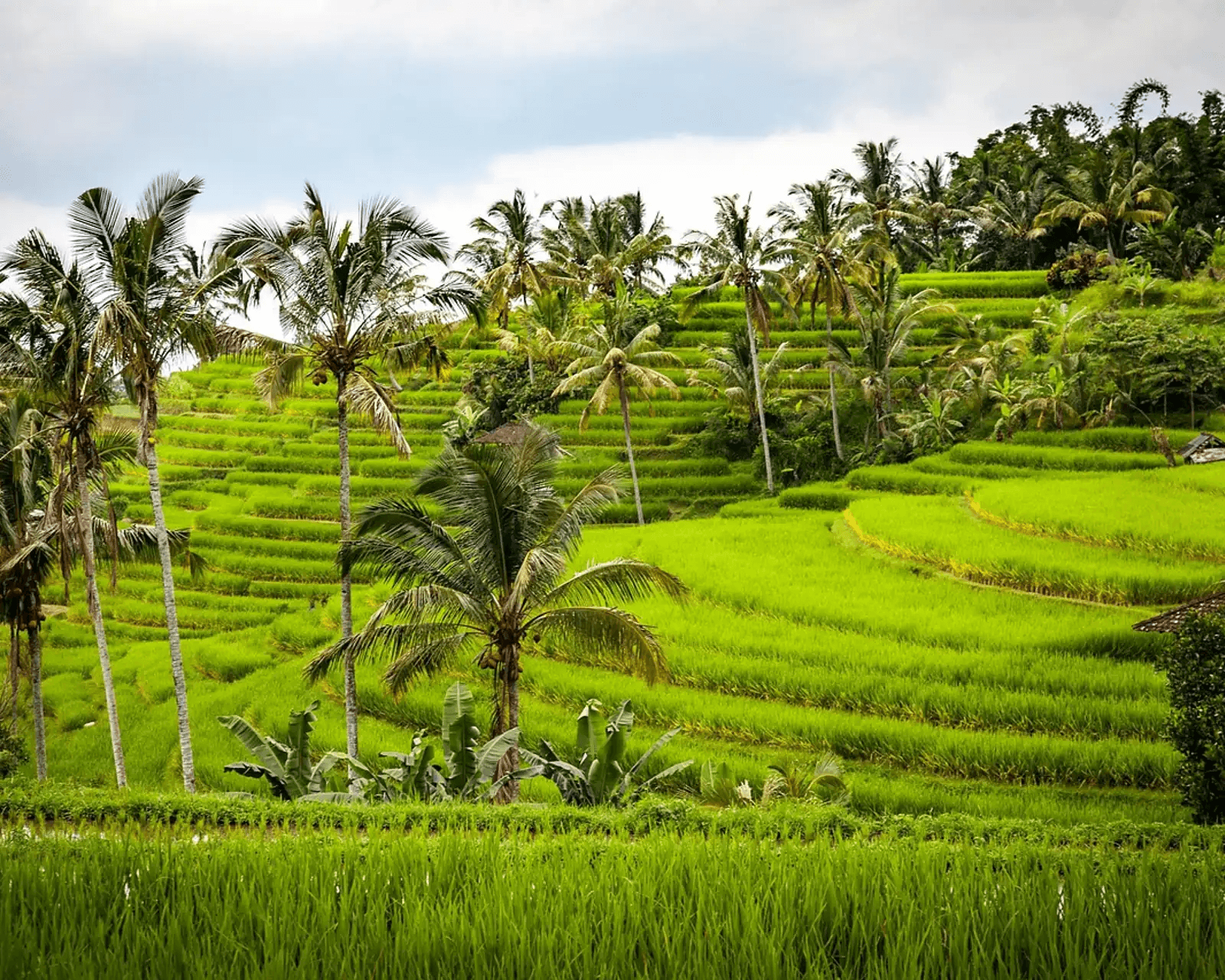 Hamparan sawah terasering tropis di Bali dengan pohon kelapa dan saluran air alami
