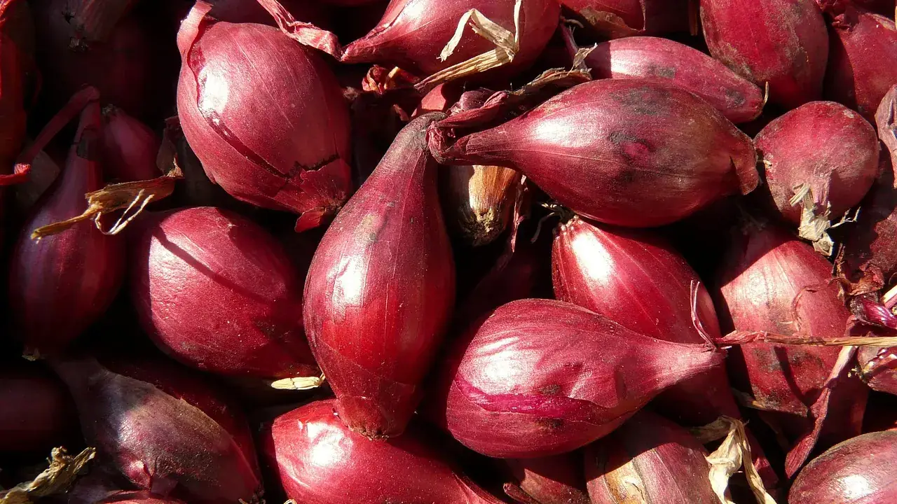 Ilustrasi bawang merah: Manajemen Penyimpanan Gudang Bawang Merah Bebas Jamur
