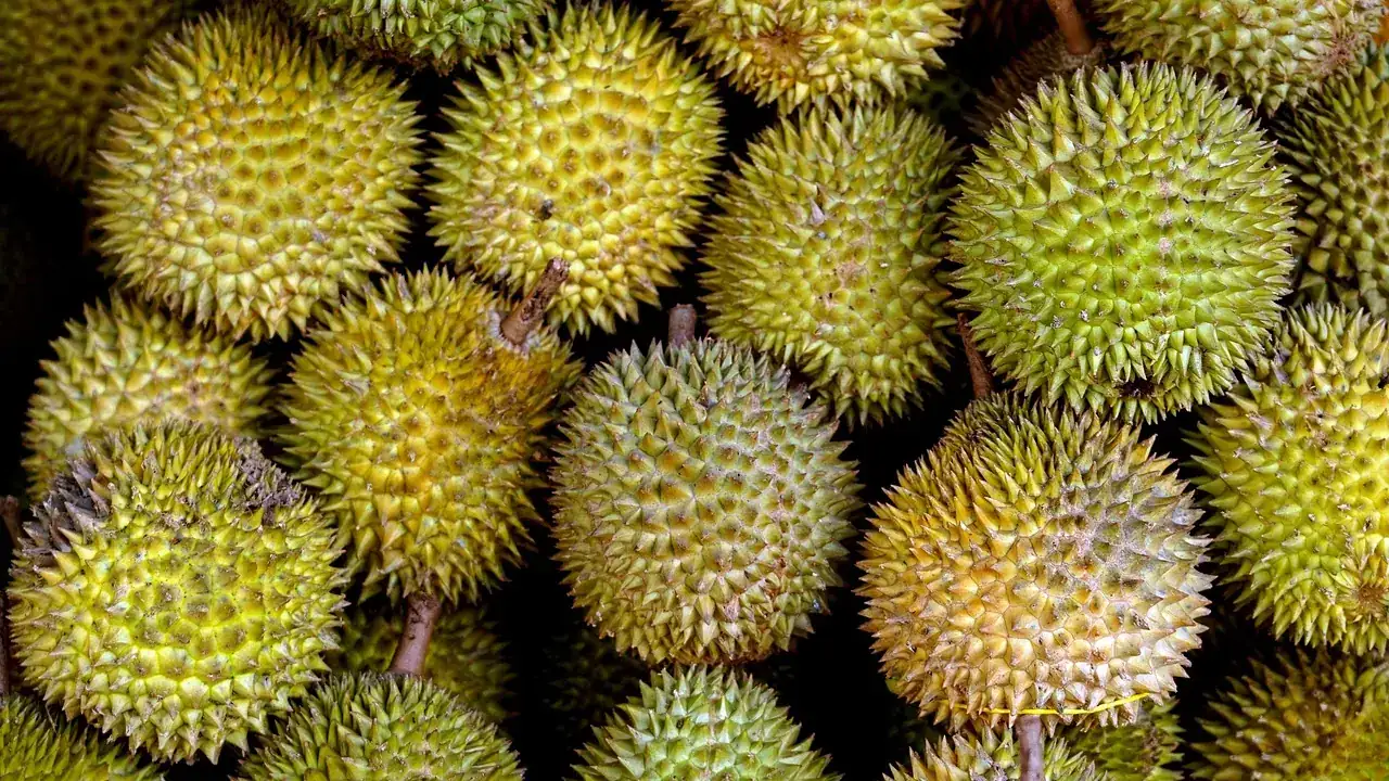 Ilustrasi durian: Teknik Penyerbukan Buatan Bunga Durian Tingkatkan Buah Montok