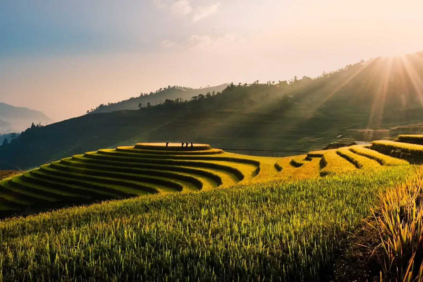 Lanskap panorama perbukitan sawah terasering tropis Asia Tenggara di masa panen